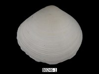 藏品(滿月櫻蛤(環肋櫻蛤))的圖片